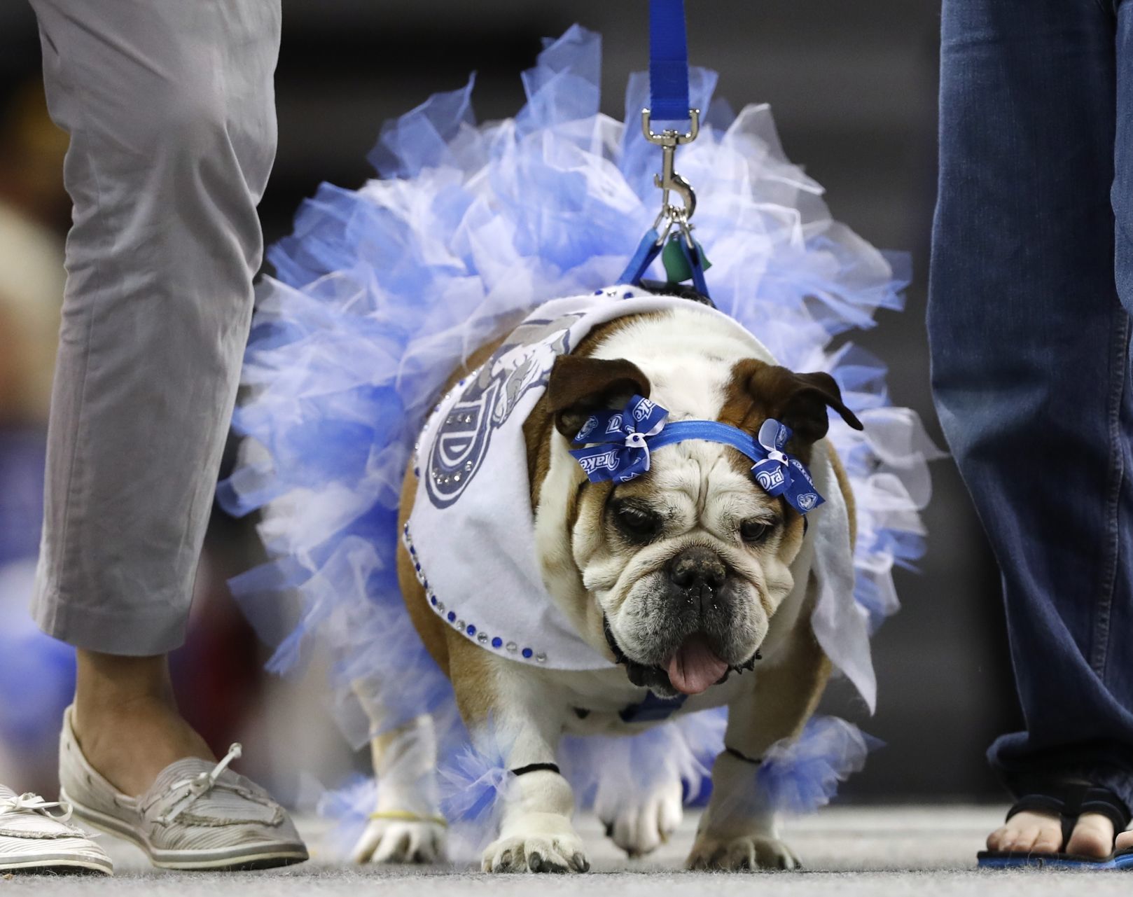 042617AP--Drake-Beautiful-Bulldogs-15